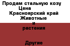 Продам стальную козу › Цена ­ 7 000 - Красноярский край Животные и растения » Другие животные   . Красноярский край